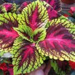 i-coleus amiclear coleus