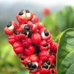 i-guarana amiclear guarana