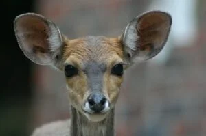 buck