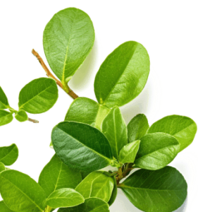 glucotrust-blood-sugar-control  gymnema Sylvestra ingredient image